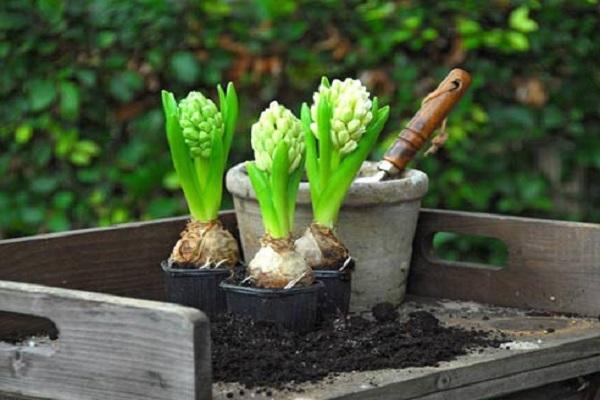 plantje op tafel 