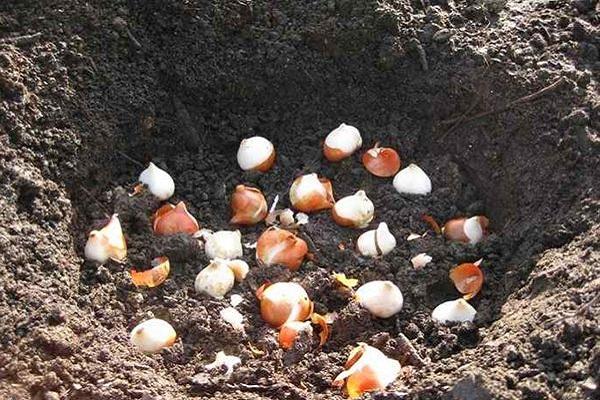 plantando narcisos