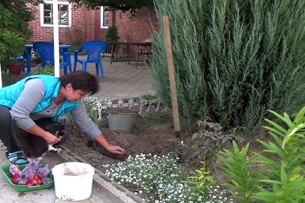 plantar en un macizo de flores 