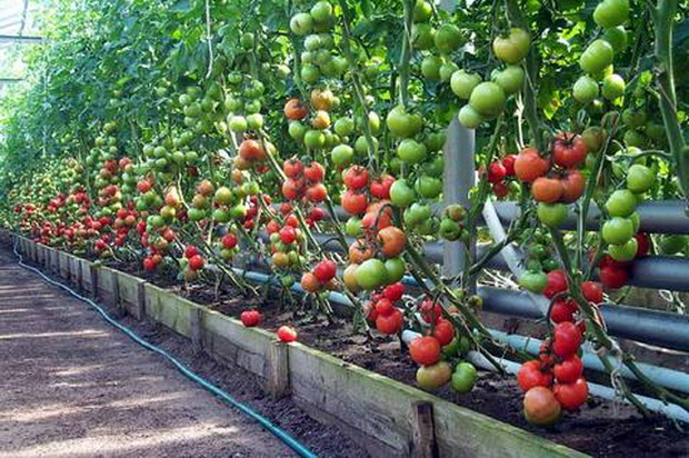 variedade de tomate