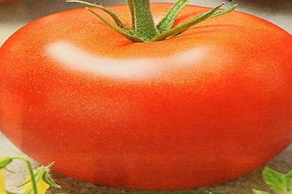 Description de la variété de tomate Nasha Masha, ses caractéristiques et caractéristiques