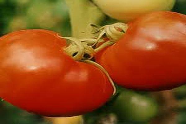 Beschreibung der Tomatensorte Nasha Masha, ihrer Merkmale und Eigenschaften