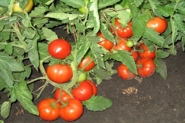 rajčata v zemi