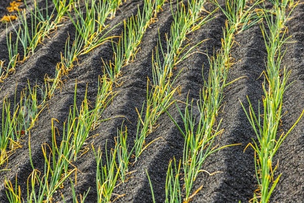 planten behandelen