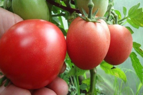 Variedade de tomate Nastenka