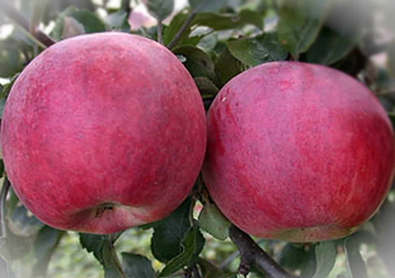 Apfelbaum früh rot