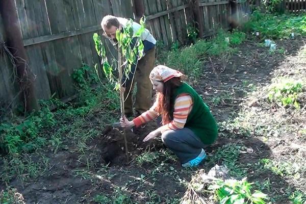 tree planting 