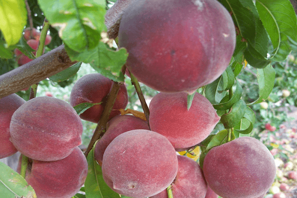 sich ausbreitende Krone