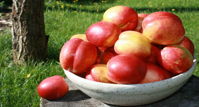 fruit de nectarine