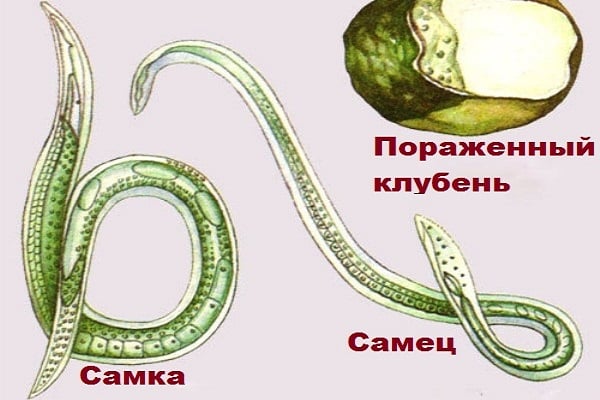 matična nematoda