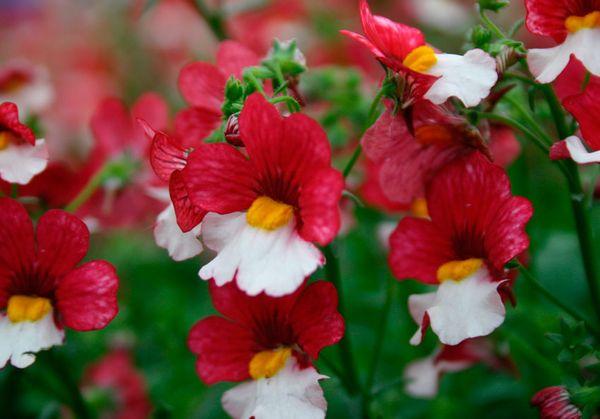 nemesia bushes