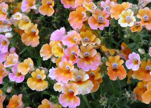 Nemesia-Kropf