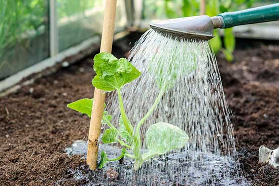 watering a watermelon