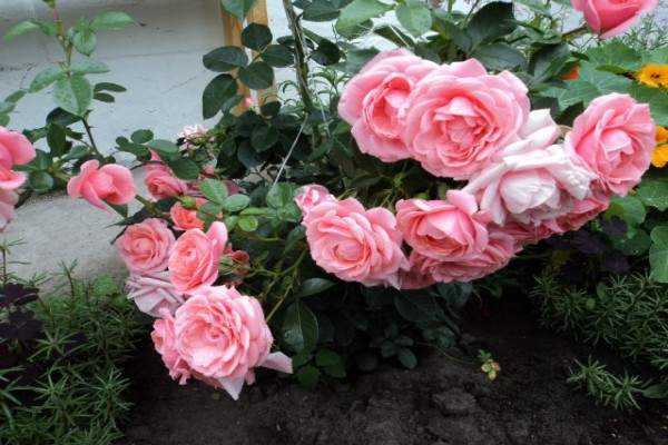 rosa em um canteiro de flores 