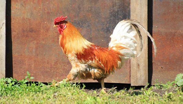 rooster in the chicken coop