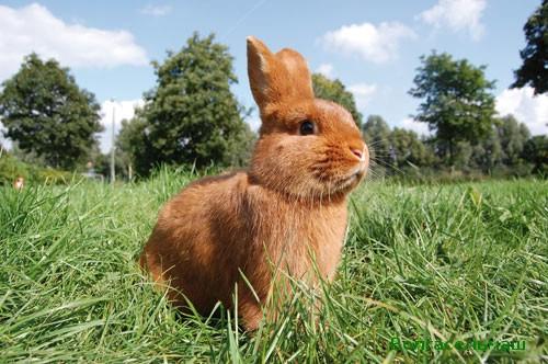 lapin de Nouvelle-Zélande