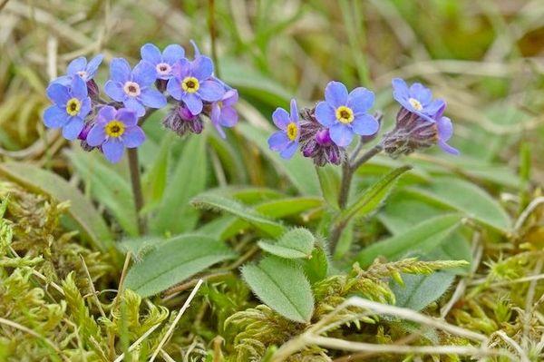 trädgårdsblomma