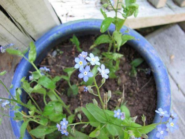 pagpapalaganap ng forget-me-nots