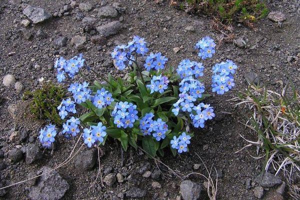 Planterar blommor