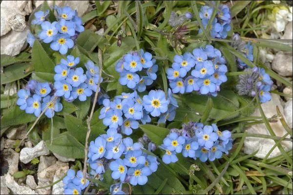  Vergissmeinnicht im Garten