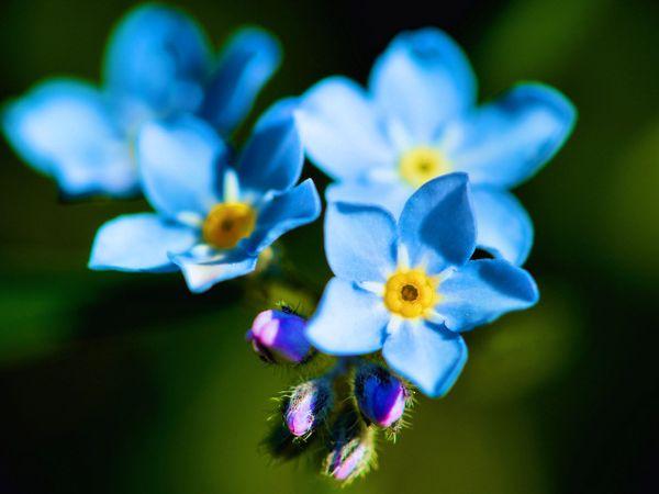 förgätmigej-blomma