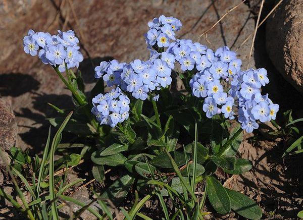 fleur de jardin