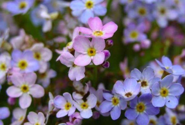 Pangangalaga sa mga forget-me-not