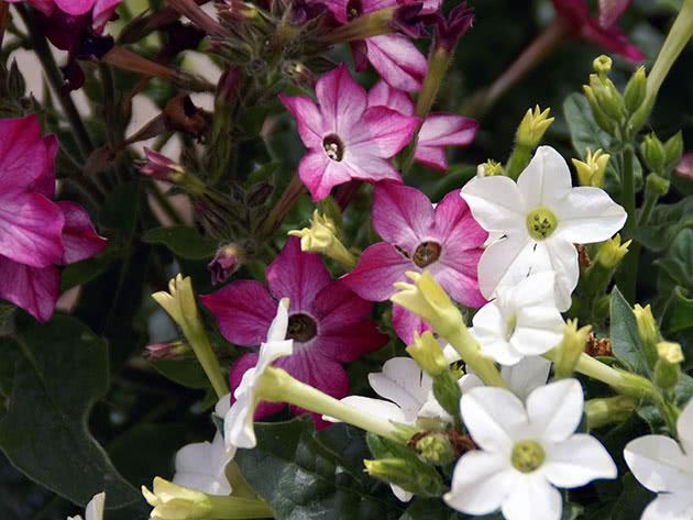 fragrant tobacco