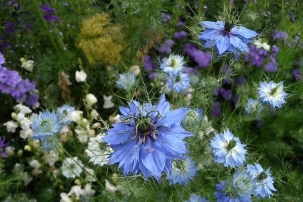 propiedades de una flor 