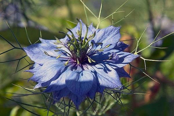 enfermedad en una flor 