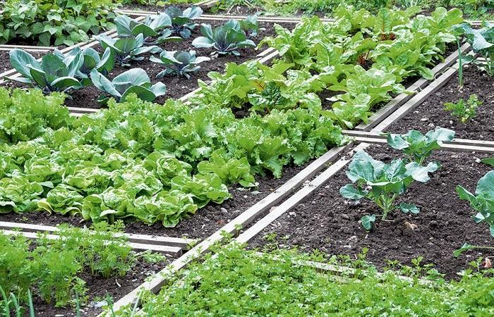 garden plots 