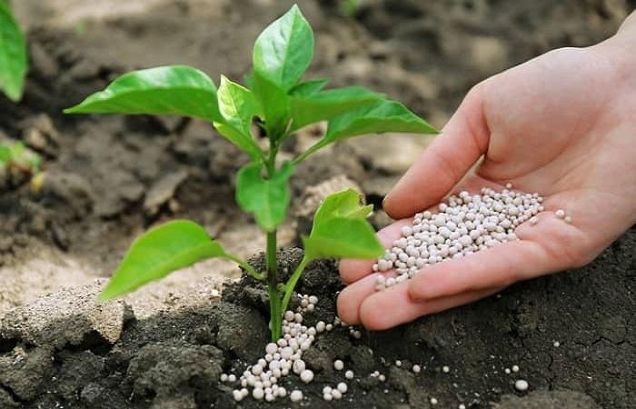 strooi onder planten 