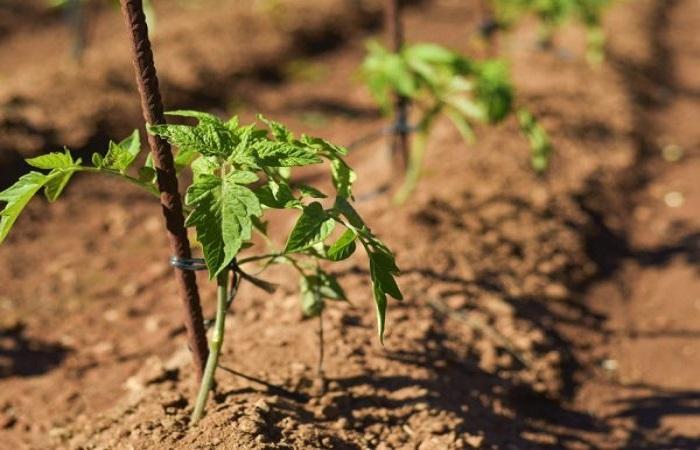 plantas atadas 