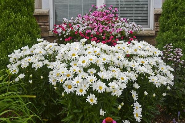 Kornblume in der Nähe des Hauses 