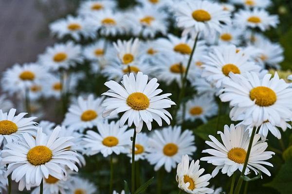 hochwertige Blüte 