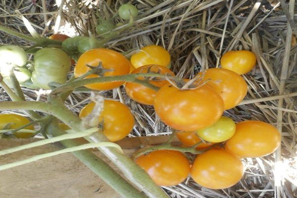 Tipps für Tomaten