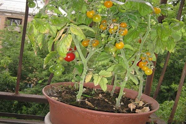 varieties for balconies