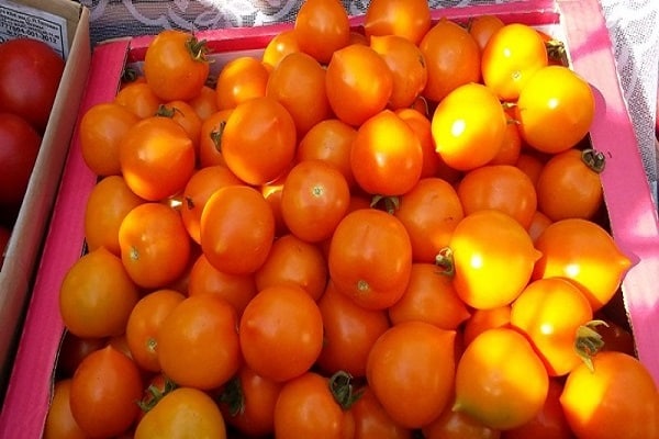 colorful tomatoes