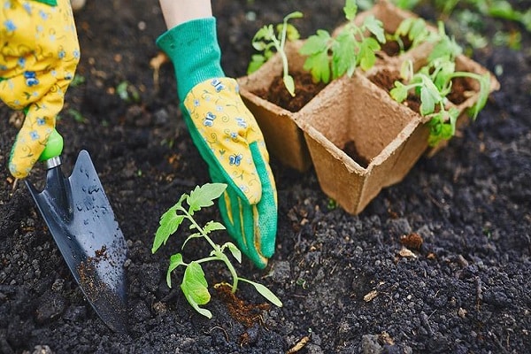 planted in the ground 