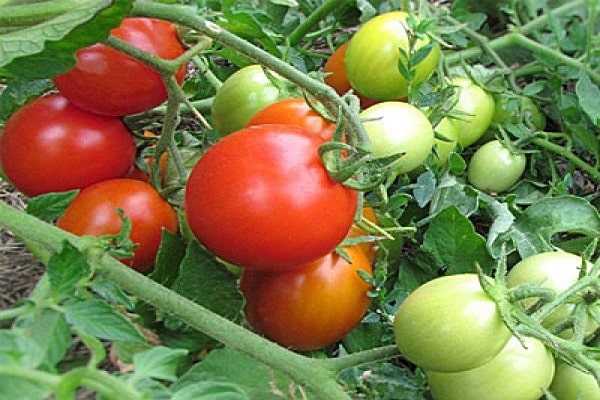 Irishka tomatoes 