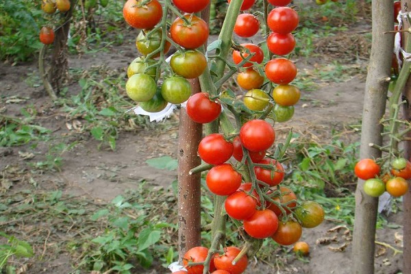 fruit charm