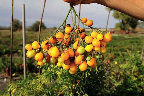 ايلدي العنب