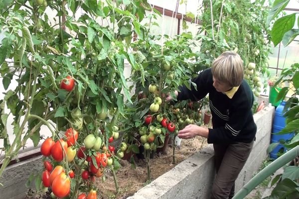 growing in a greenhouse