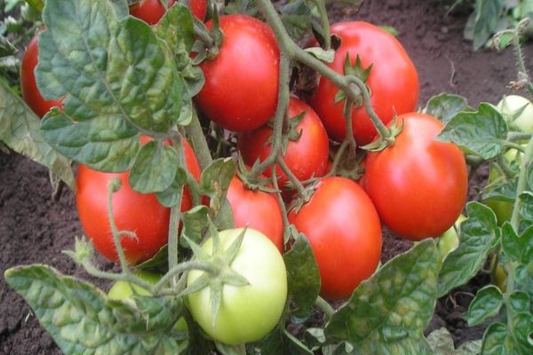 nízko rostoucí rajčata