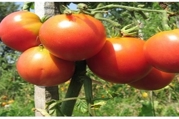 avis sur la tomate