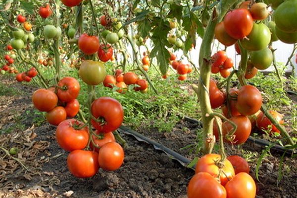 tomates en crecimiento