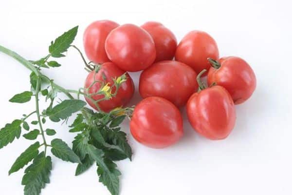 pelbagai tomato Nocturne