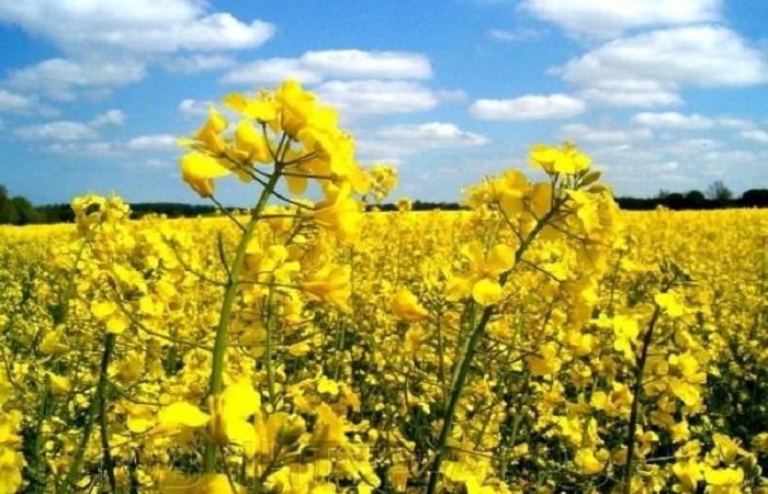 blooming rapeseed 