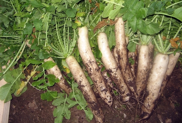 Betakarítás Daikon Dubinushka