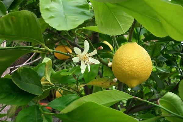 citrusový květ 